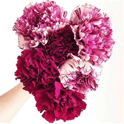 They look like a carnation. Carnations Near Me in 2020 | Wholesale flowers wedding ...