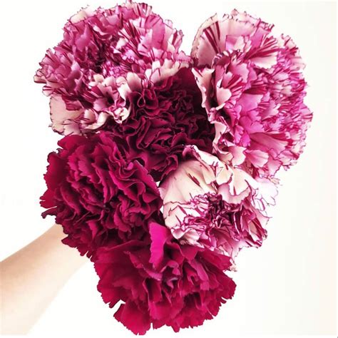 Our 40+ acres of quality florida friendly trees, shrubs, flowers & plants offer plenty of room to practice social distancing and boost your positivity. Carnations Near Me in 2020 | Wholesale flowers wedding ...