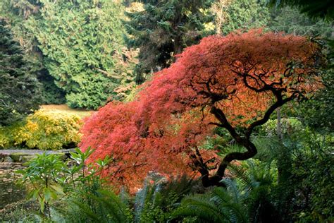 Bloedel Reserve Seattle Attractions Review 10best Experts And