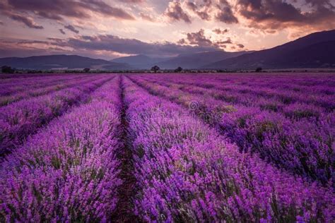 Lavender Fields Magnificent Image Of Lavender Field Summer Sunset