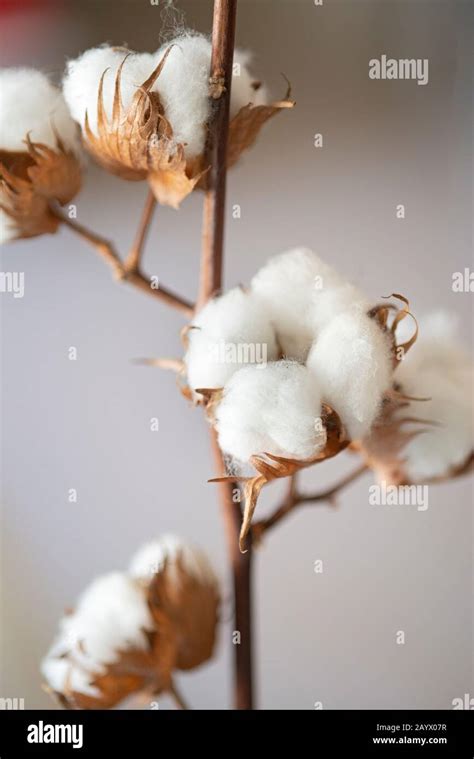 Cotton Plant Hi Res Stock Photography And Images Alamy