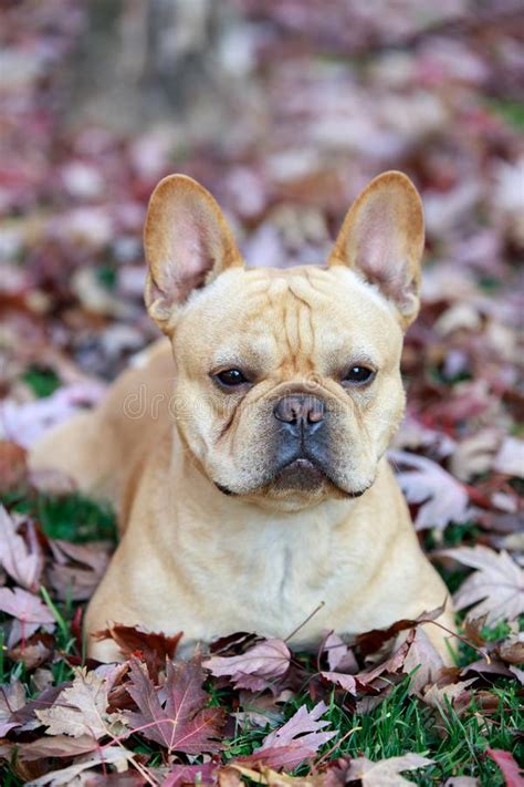 Judy claytor vice president directors: French Bulldog Selfie Stock Photos - Download 87 Royalty ...