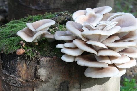 Pilze wachsen selten pilze können quasi über nacht im garten wachsen. Pilze selbst anbauen: Der Waldviertler Pilzgarten macht's ...