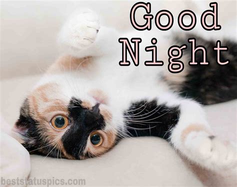 51 Cute Good Night Hd Images With Cat Kitty Kitten Best Status Pics