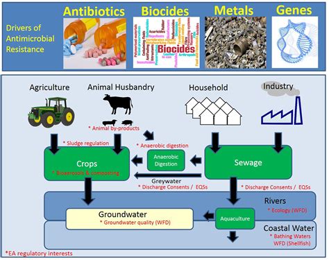 Frontiers Review Of Antimicrobial Resistance In The Environment And