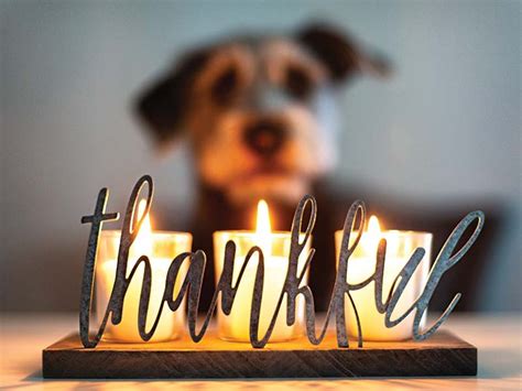 10 Ways To Express Gratitude For Your Pet At Thanksgiving