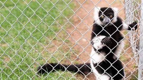 Les Animaux Du Zoo De St Édouard Ont Finalement été évacués Au Complet