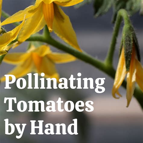 how to hand pollinate tomato plants with a toothbrush dengarden