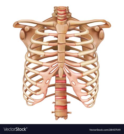 Rib Cage Bones Human Skeletal System Anatomy Vector Image