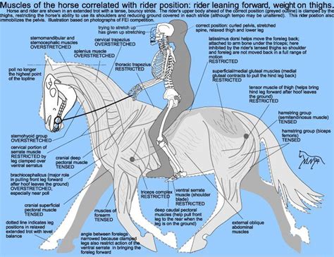 horse anatomy onehorsenetwork