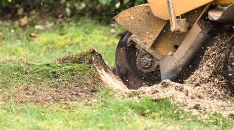 Stump Removal Vs Stump Grinding Which One Is Better Treenewal