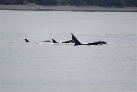 Orcas J Pod Orca Group San Juan Islands Wa Puffygreenjacket Flickr
