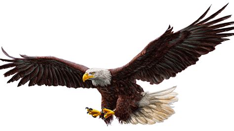 Photo Birds Eagles Wings Animals White Background 3840x2160