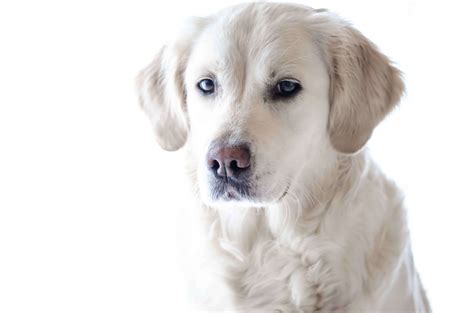 3840x2160 3840x2160 Animal Canine Cute Dog Golden Retriever Pet