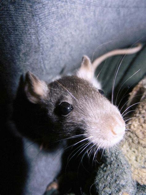 Pin By Laurie Herndon On Animals 1 Rats You Must Love Ratties