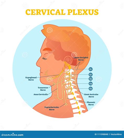 Cervicalis Clipart And Illustrations