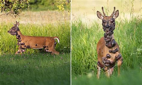 Heartbreaking Pictures Of Deer With Hpv Covered In Large Tumors