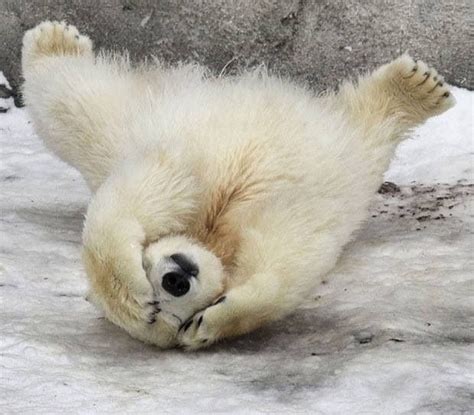 Doh Baby Polar Bears Bear Pictures Baby Animals