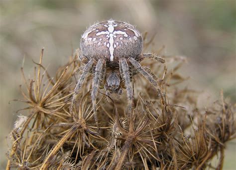 Araneus Diadematus LÉpeire Diadème European Garden Sp Flickr