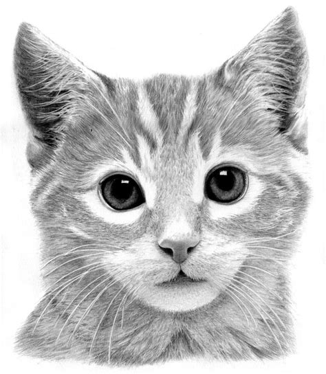 (though this doesn't need to be for warriors at all). Kitten Drawing by Ronny Hart