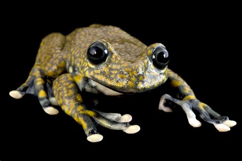 Ani076 00015 Amphibians Animals National Geographic