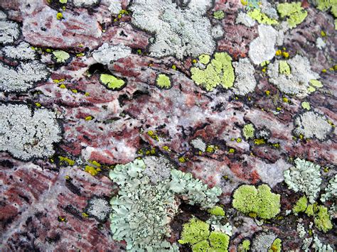 Free Images Nature Rock Plant Texture Leaf Flower Stone Moss