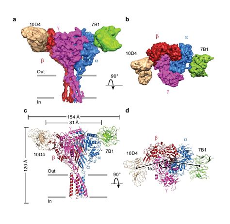Figures And Data In Structure Of The Human Epithelial Sodium Channel By