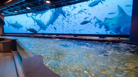 Audubon Aquarium Set To Open New Shark And Ray Touch Pool In July