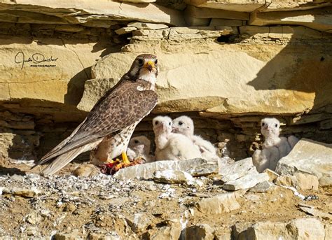 Prairie Falcon Cliff Nest Photos By Judi