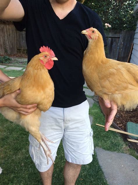 Buff Orpington 11 Week Old Hen Or Rooster Please Help Backyard Chickens Learn How To