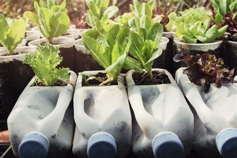 How To Grow Lettuce And Other Leafy Greens In Containers Hunker