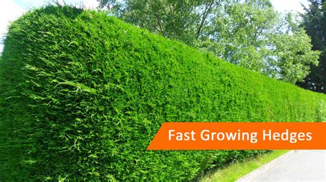 Fast Growing Hedge Plants Protech Property Solutions