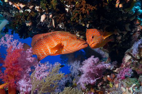 Wallpaper Animals Underwater Coral Reef National Geographic