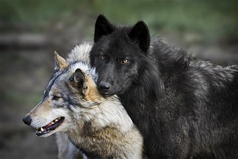 Emergency Wolf On Twitter Wolf Couple