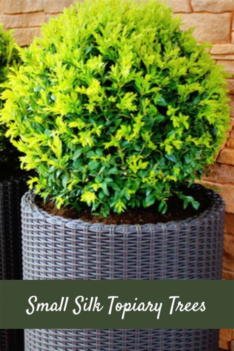 A Guide To Decorating With Small Topiary Trees Topiary Topiary Trees
