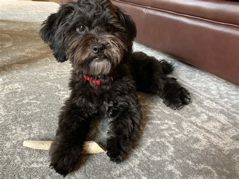 Shih Poo Puppies For Sale Frisco Tx 334526 Petzlover