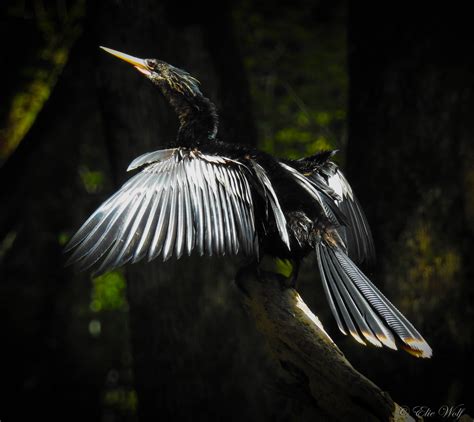 peyote bird the beauty and magic of the sacred… by elie wolf the nature pages medium