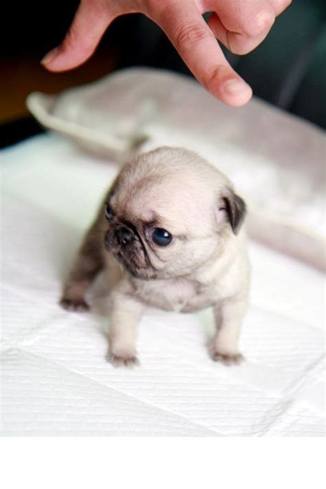 20 Cutest Teacup Dogs In The World Fallinpets