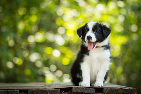 The 3 Best Border Collie Breeders In The Uk