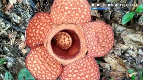 Gambar Bunga Rafflesia Arnoldi Galeri Bunga Hd