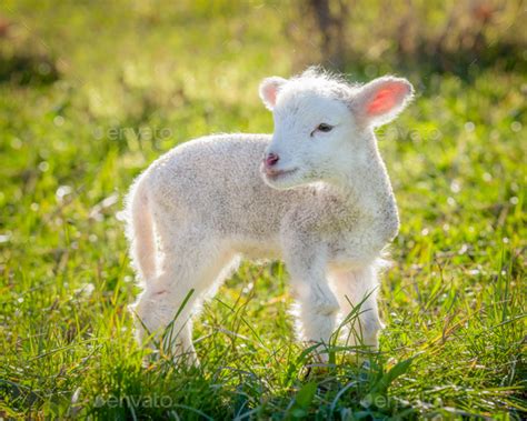 Little Lamb Stock Photo By Pelooyen Photodune