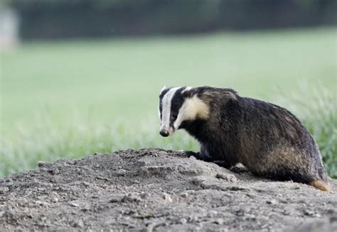 Badgers Ultimately Responsible For Around Half Of Tb In Cattle Study