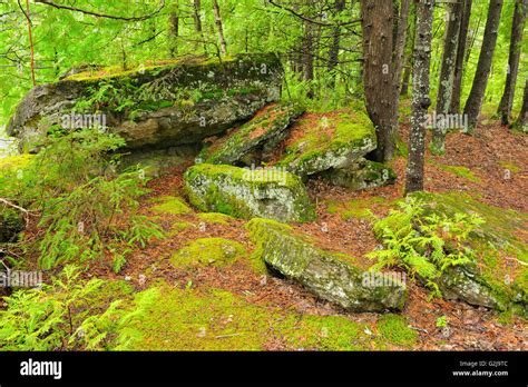 Interior Of Boreal Forest Val Jalbert Quebec Canada Stock Photo Alamy