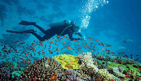 Diving adalah salah satu kegiatan terbaik untuk dilakukan saat anda berada di sebuah pulau tropis yang menyenangkan. Bahrain Rencanakan Buka Wisata Bawah Laut Terbesar di ...