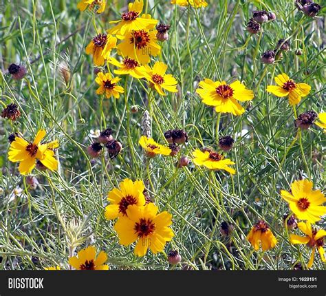 Texas Yellow Wildflowers Image And Photo Bigstock