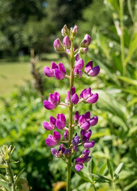 A Single Isolated Lupinus Or Lupine Violet Flower Purple Flower With