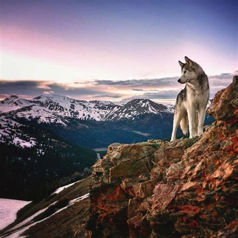 Man And His Wolfdog Loki Goes On Magnificent Adventures