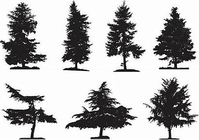 Tree Silhouette Trees Cypress Clipart Coniferous Silhouettes