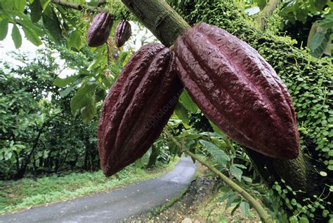 Cocoa Pods Stock Image B7900233 Science Photo Library