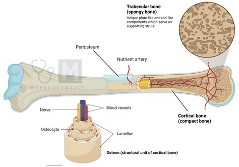 Cortical Versus Trabecular Bone My Endo Consult